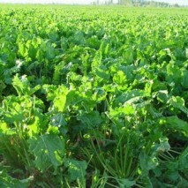 丹尼斯克 甜菜堿